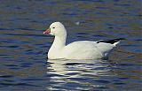 Ross's Gooseborder=